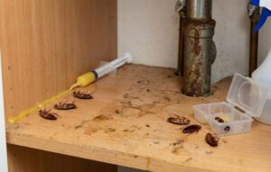 Elimină-le pe cele ieftine din casa ta cu această aplicație specializată