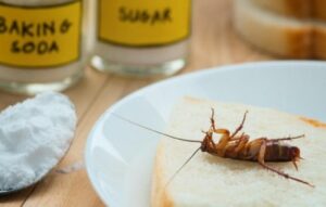 Cómo identificar y eliminar cucarachas desde tu celular