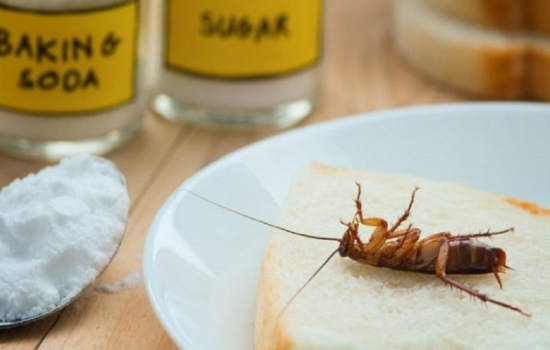 Cómo identificar y eliminar cucarachas desde tu celular