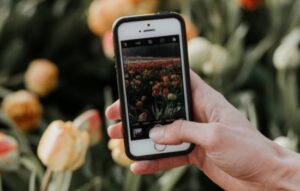 Identificación de plantas al alcance de tu mano