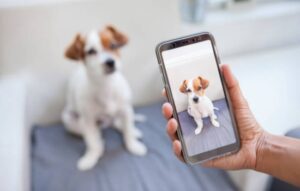 Descubre la raza de tu perro de manera rápida y precisa